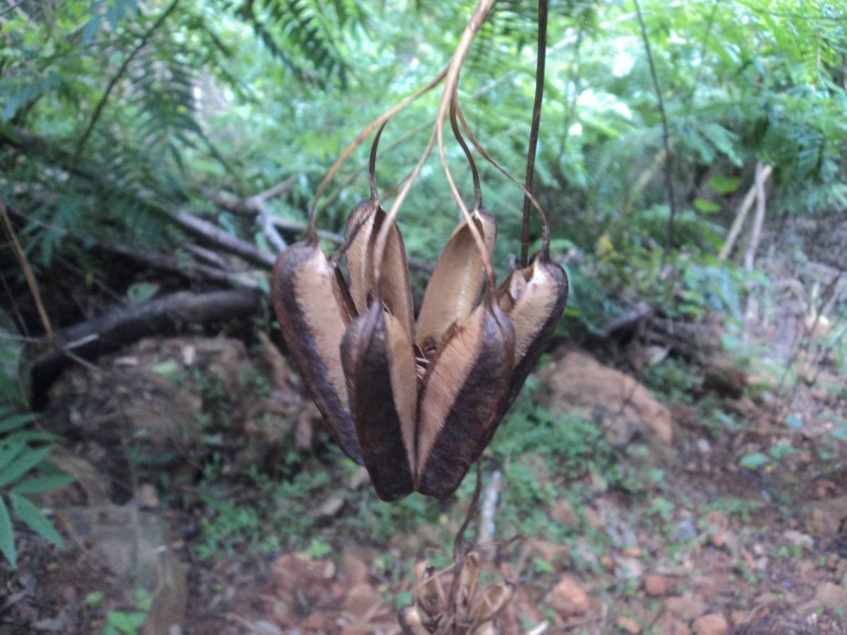 Aristolochia ringens Vahl